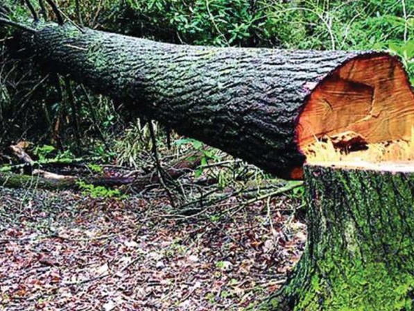 पृथ्वीराजमार्गमा सडक विस्तारका क्रममा ३८४ रुख कटान